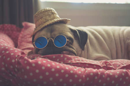 Lying down adorable pug puppy dog with sunglasses and straw hat sleeping rest on couch on sofa in summer.の写真素材