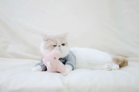 Cute exotic shorthair cat sleeping rest and lying on the couch with the doll on sofaの写真素材