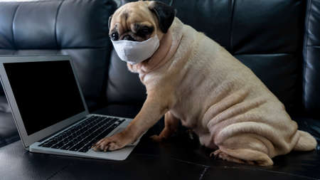 Sick or contagious cute Pug dog wearing a medical mask work laptop by video conference. Work from home concept of global pandemic , COVID-19 or 2019-nCoVの写真素材