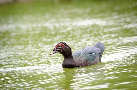 Duckの写真素材