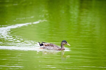 Mallardの写真素材