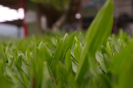 five pineの写真素材