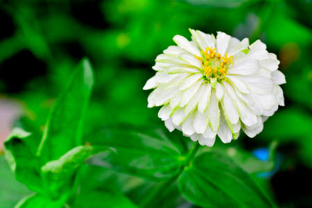 Zinnia flowerの写真素材
