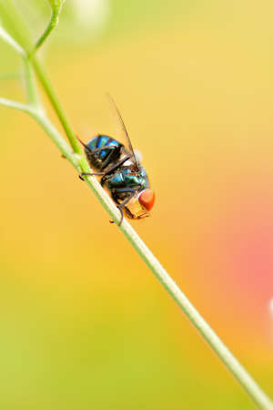Greenbottle fly perched on tree branch