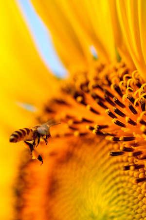 Bee on a sunflowerの写真素材