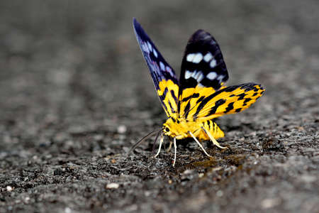Butterflies on the roadの写真素材