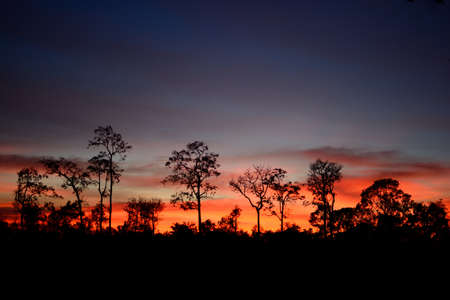 The last light of the sun with forestの写真素材