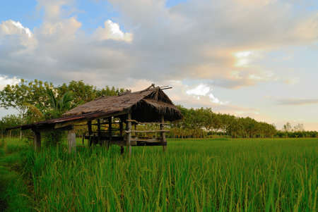 Old cottage in rice Fieldsの写真素材