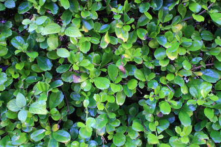 grassの写真素材