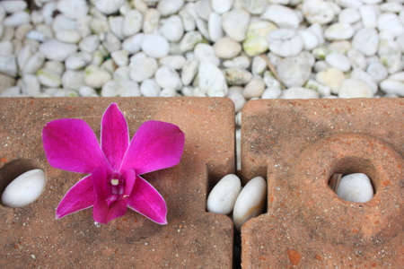 purple orchid の写真素材