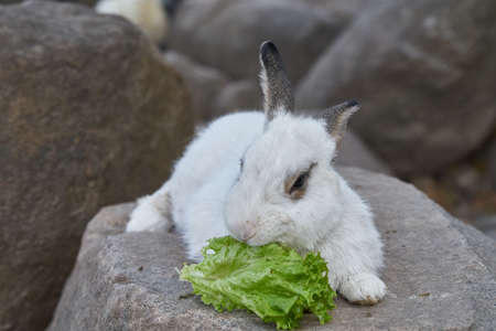 rabbit eating lettuceの写真素材