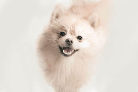 Little adorable cream pomeranian puppy smiling and looking at the camera. Vintage style, selective focus with blurred background.の写真素材