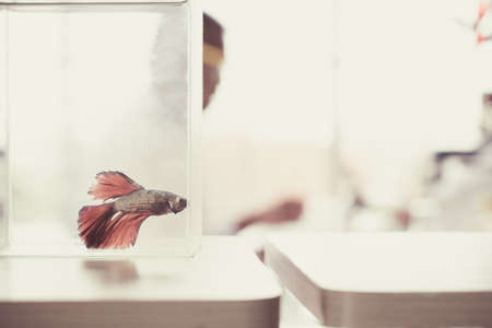 Blurred of red siamese fighting fish in the glass tank with the background of scientist. Soft day light and vintageの写真素材