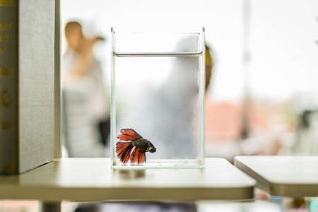 Blurred of red siamese fighting fish in the glass tank with the background of scientist. Soft day light and vintageの写真素材