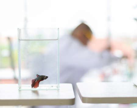 Blurred of red siamese fighting fish in the glass tank with the background of scientist or doctor. Soft day light.の写真素材