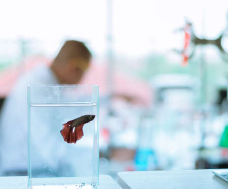 Blurred of red siamese fighting fish in the glass tank with the background of scientist. Soft day...
