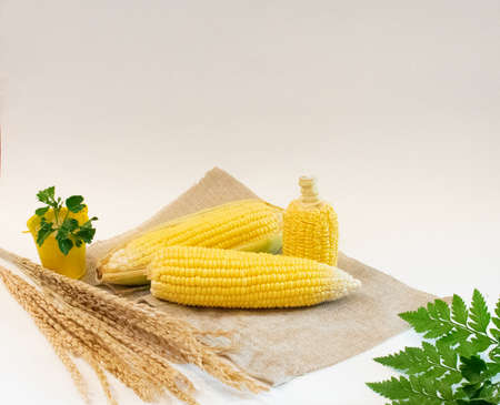 The group of raw yellow sweet corn stalks on the sackcloth decorated with leafs and ear of rice isolated on the cream background with the nature  and ambient lightの写真素材