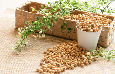 Soy beans in white bowl and brown mesh busket decorated with green leaf on the fabric table cloth. Side view with the nature and ambient lightの写真素材