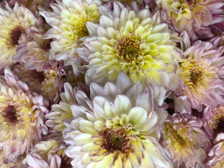 Beautiful colorful Chrysanthemum flower in close up and top view sell in the flower zone in supermarket storeの写真素材