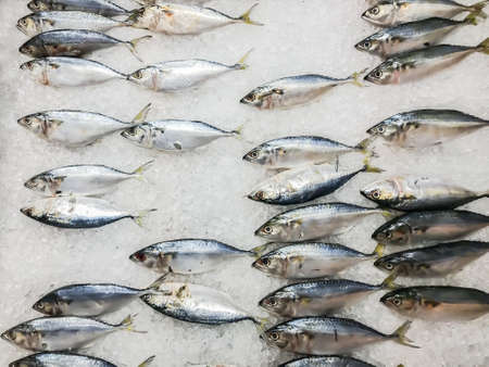 Fresh fish on ice shelf in market