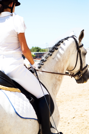 Riding a white gelded horse in a summer dressage competitionの写真素材