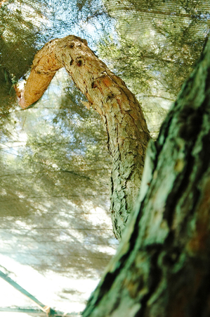 Low angle view of a tree