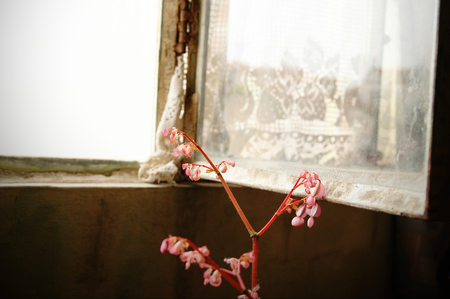 Old abandoned house metal and glass open window with a little pink flower next to itの写真素材