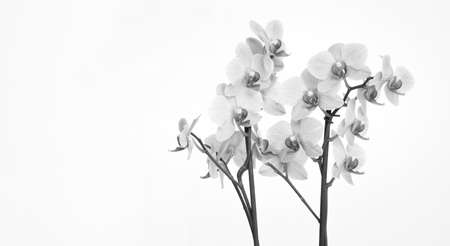 Orchid with white backgroundの写真素材