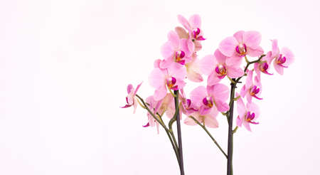 Orchid with white backgroundの写真素材