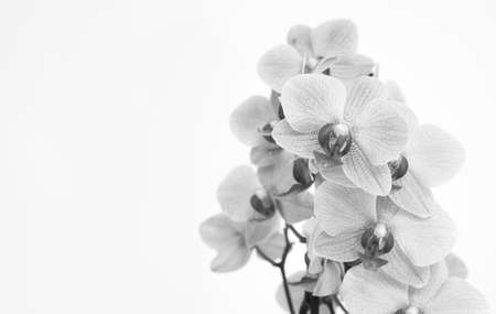 Orchid with white backgroundの写真素材