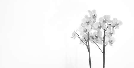 Orchid with white backgroundの写真素材