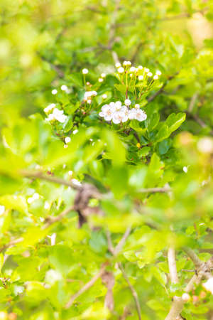 Wild flowersの写真素材