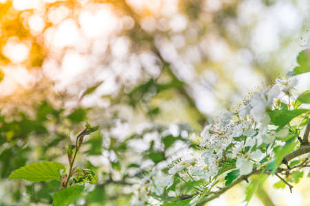 Wild flowers