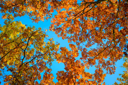 Top of trees in autumnの写真素材