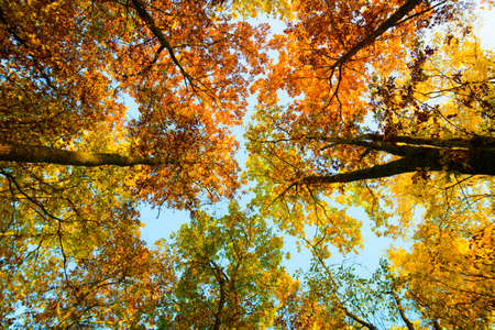 Top of trees in autumnの写真素材