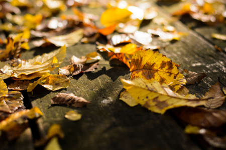Yellow leaves fall on wood table during autumn season