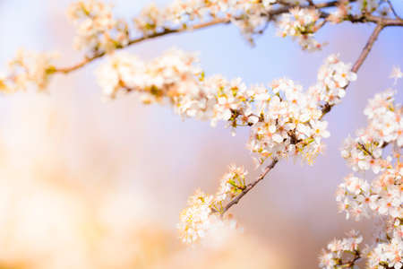 Spring flowers with white blossomの写真素材