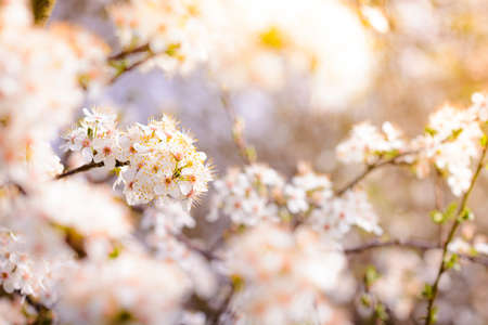 Spring flowers with white blossomの写真素材