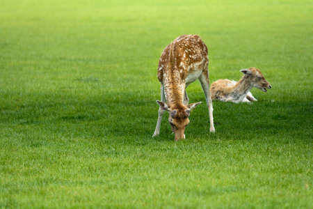 Deer is eatingの写真素材