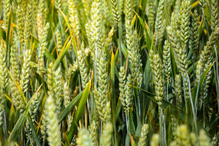 Wheat stem in fieldの写真素材