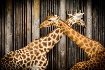 Giraffe in zooの写真素材