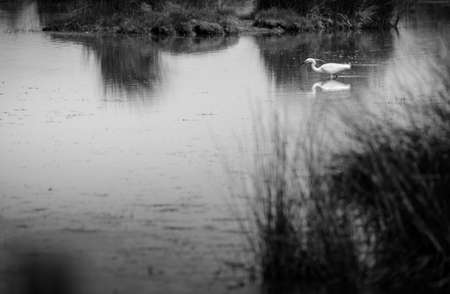 Bird is fishingの写真素材