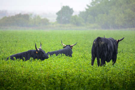 Bulls of Camargue in fieldの写真素材