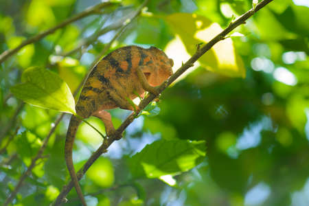 Chamaleon of Reunion Island on a tree branchの写真素材