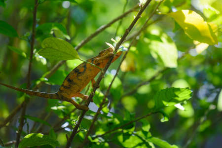 Chamaleon of Reunion Island on a tree branchの写真素材
