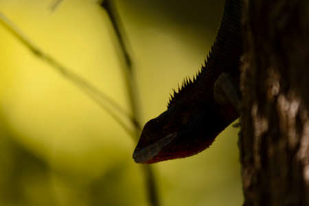 Close up of a lizard on tree at Reunion Islandの写真素材