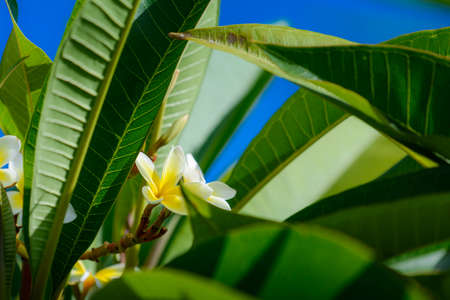 Close up of Plumeria or franginani flowers in natureの写真素材