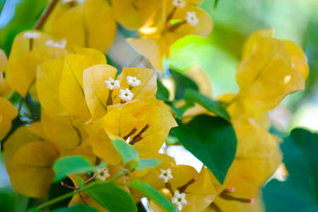 Close up of orange bougainvillea flowers in gardenの写真素材