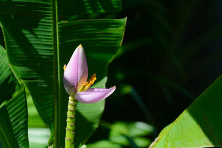 Flower of a banana tree in Reunion Island in sunlightsの写真素材