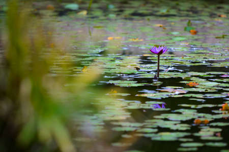 Lotus flower in a botanical garden with green leavesの写真素材